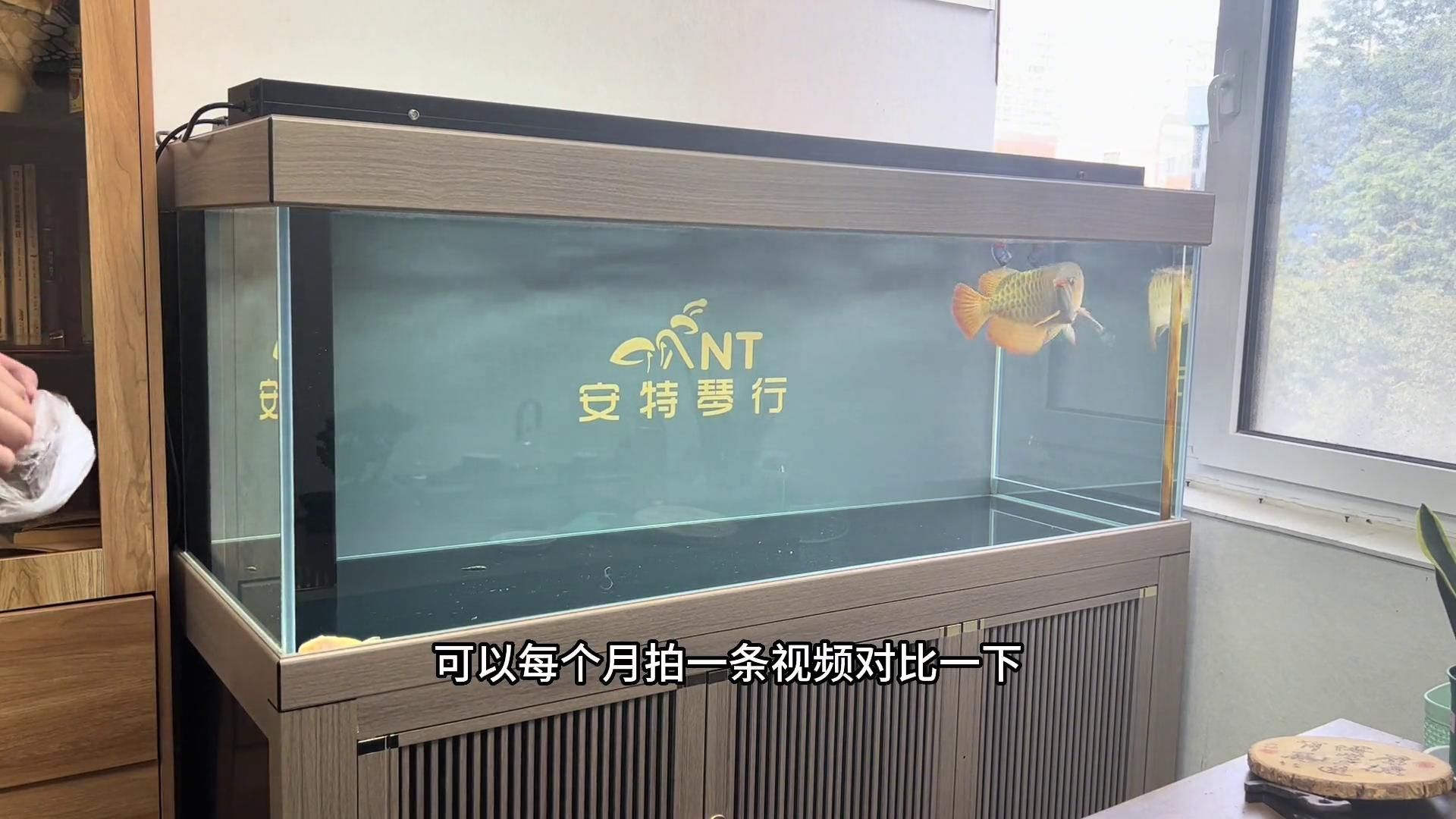20厘米紅龍魚一次應該喂多少？，20厘米紅龍魚一次應該喂多少，紅龍魚一次應該喂多少