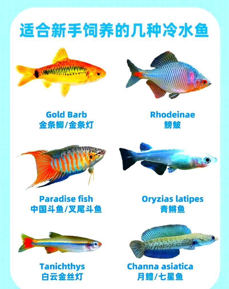 如何選擇適合新手的冷水魚，如何選擇適合新手的冷水魚,對于想入門養魚的新手來說