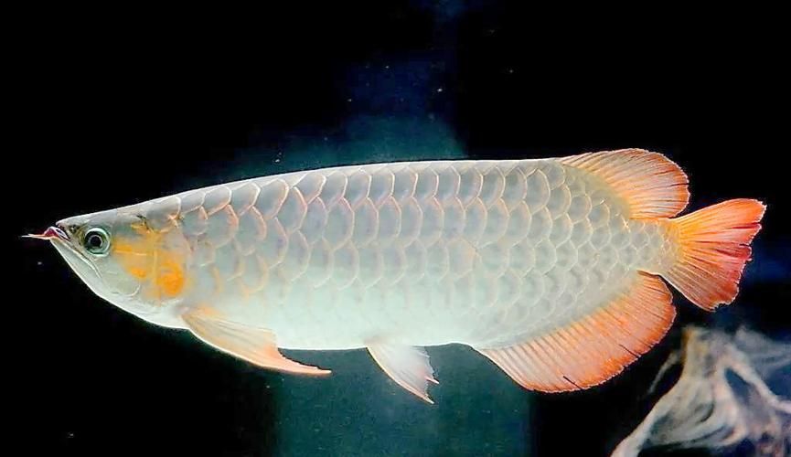 如何判斷銀龍魚和青龍魚是否適應