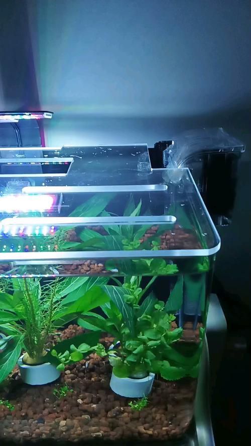 有哪些品牌的龍魚缸蓋推薦?,哪個品牌的龍魚缸蓋性價比最高? 龍魚百科 第9張 有哪些品牌的龍魚缸蓋推薦?,哪個品牌的龍魚缸蓋性價比最高? 有哪些品牌的龍魚缸蓋推薦?,哪個品牌的龍魚缸蓋性價比最高? 龍魚百科 第9張