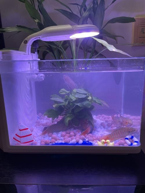 有哪些品牌的龍魚缸蓋推薦?,哪個品牌的龍魚缸蓋性價比最高? 龍魚百科 第11張 有哪些品牌的龍魚缸蓋推薦?,哪個品牌的龍魚缸蓋性價比最高? 有哪些品牌的龍魚缸蓋推薦?,哪個品牌的龍魚缸蓋性價比最高? 龍魚百科 第11張