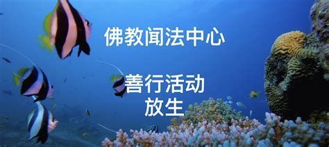 佛說魚最好的安葬方法，佛說魚最好的安葬方法關于“佛說魚最好的安葬方法”