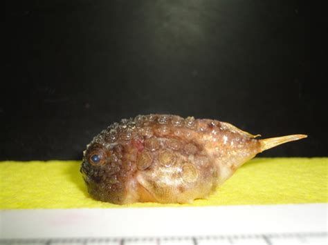 龍魚白痕可能是癌癥嗎？，龍魚白痕可能是癌癥嗎