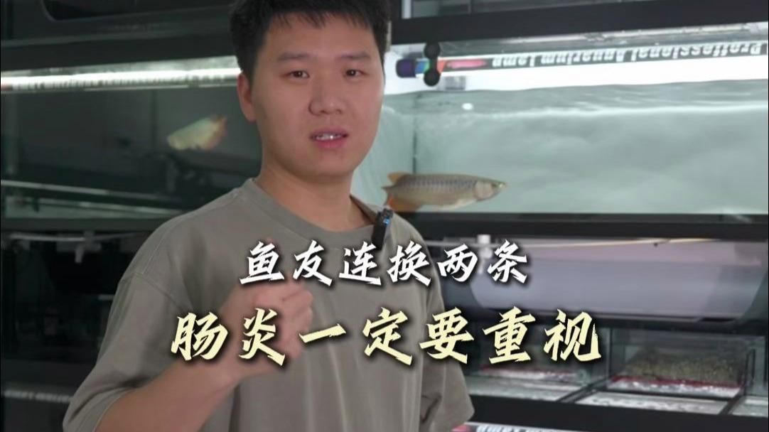 能否提供更多關(guān)于龍魚腸炎的信息，龍魚腸炎的四大原因及治療方法詳解