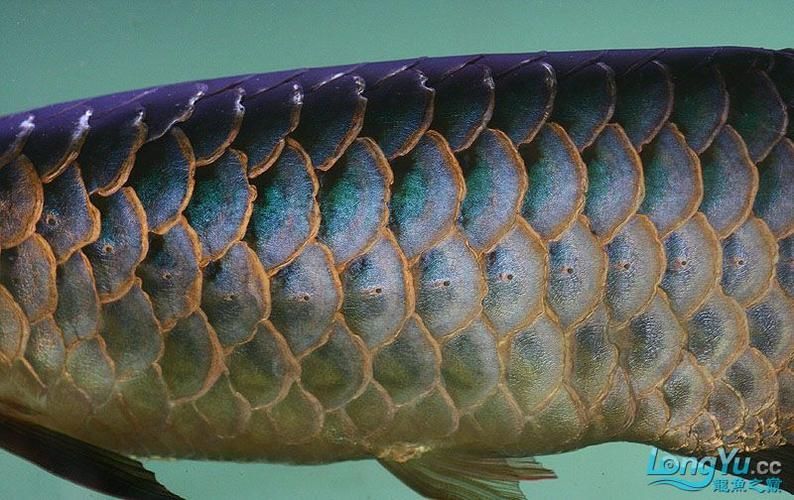 如何預防過背金龍魚生病？，scleropagesformosus（scleropagesformosus）