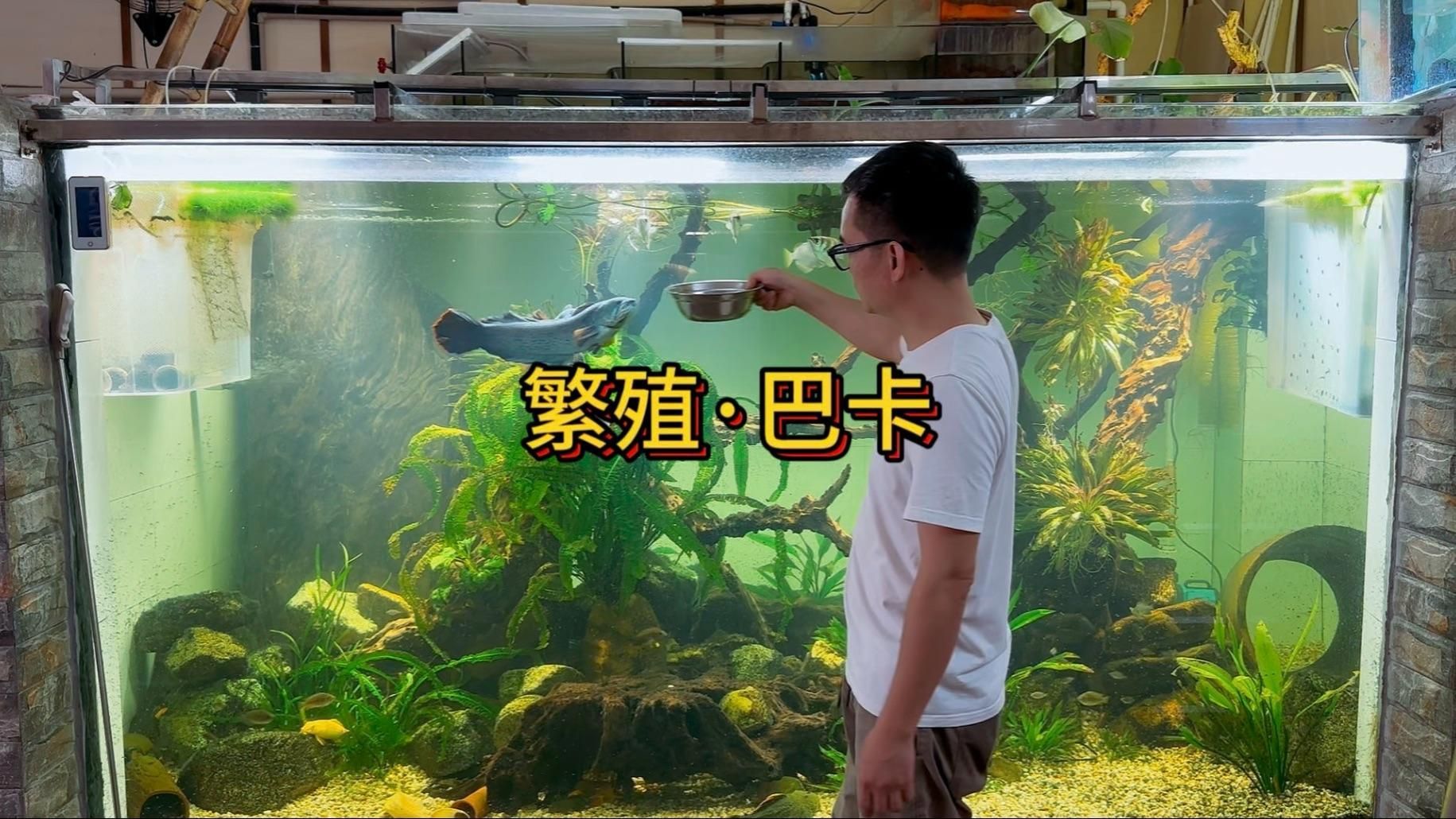 哪些維生素對(duì)龍魚(yú)鰭條恢復(fù)特別重要，維生素c的龍魚(yú)鰭條恢復(fù)特別重要思考完成龍魚(yú)鰭條恢復(fù) 哪些維生素對(duì)龍魚(yú)鰭條恢復(fù)特別重要，維生素c的龍魚(yú)鰭條恢復(fù)特別重要思考完成龍魚(yú)鰭條恢復(fù) 龍魚(yú)百科 第8張