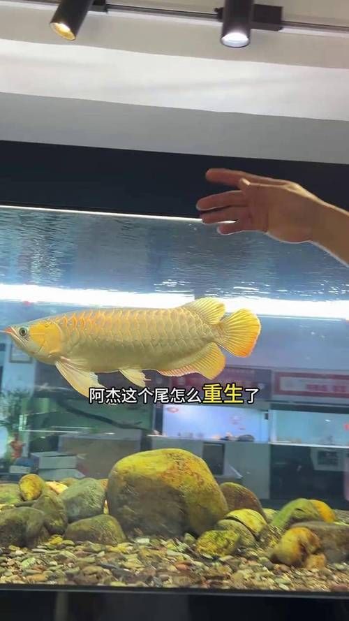 哪些維生素對(duì)龍魚(yú)鰭條恢復(fù)特別重要，維生素c的龍魚(yú)鰭條恢復(fù)特別重要思考完成龍魚(yú)鰭條恢復(fù) 哪些維生素對(duì)龍魚(yú)鰭條恢復(fù)特別重要，維生素c的龍魚(yú)鰭條恢復(fù)特別重要思考完成龍魚(yú)鰭條恢復(fù) 龍魚(yú)百科 第2張