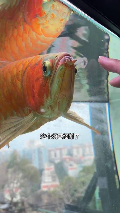 哪些維生素對(duì)龍魚(yú)鰭條恢復(fù)特別重要，維生素c的龍魚(yú)鰭條恢復(fù)特別重要思考完成龍魚(yú)鰭條恢復(fù) 哪些維生素對(duì)龍魚(yú)鰭條恢復(fù)特別重要，維生素c的龍魚(yú)鰭條恢復(fù)特別重要思考完成龍魚(yú)鰭條恢復(fù) 龍魚(yú)百科 第6張