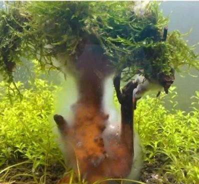 龍魚吐白色絮狀物需要立即換水嗎？，龍魚吐白色絮狀物需要立即換水嗎龍魚吐白色絮狀物處理妙招 龍魚吐白色絮狀物需要立即換水嗎？，龍魚吐白色絮狀物需要立即換水嗎龍魚吐白色絮狀物處理妙招 龍魚百科 第2張