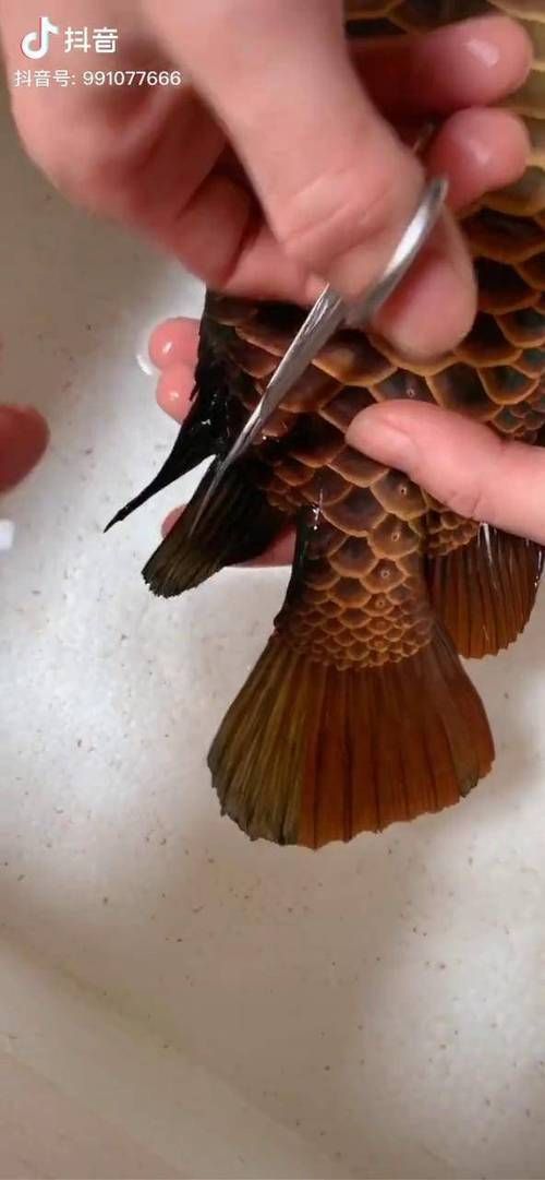 給我一些龍魚外傷恢復的圖片案例，如何判斷龍魚外傷恢復的每日護理清單