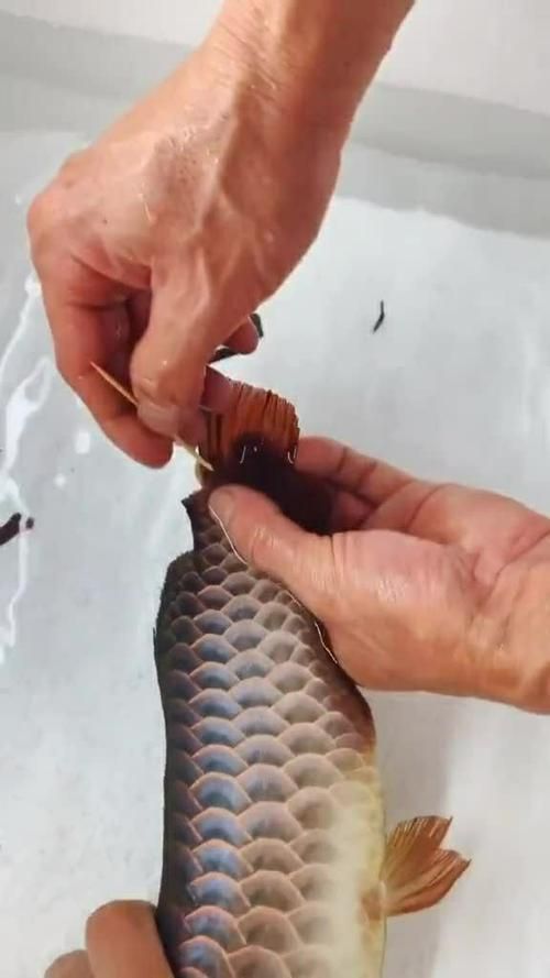 給我一些龍魚外傷恢復的圖片案例，如何判斷龍魚外傷恢復的每日護理清單