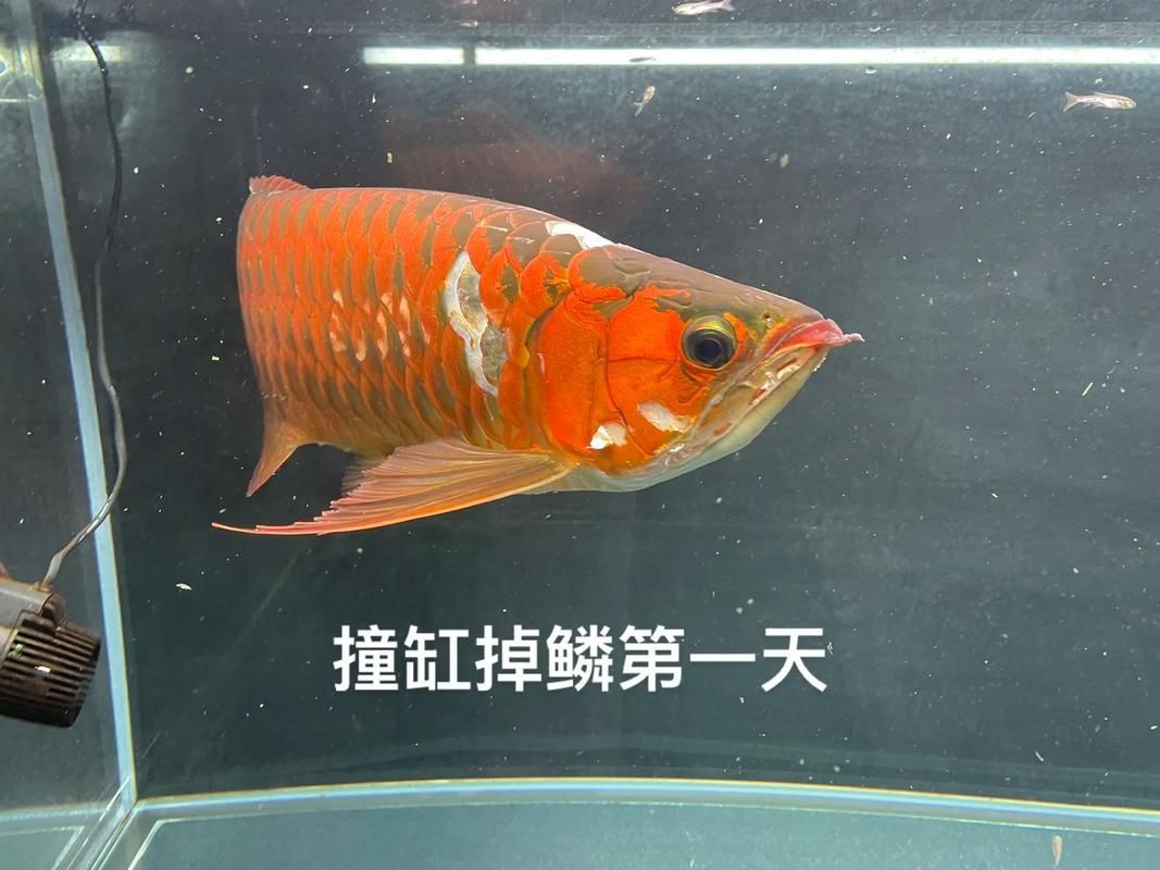 給我一些龍魚外傷恢復的圖片案例，如何判斷龍魚外傷恢復的每日護理清單