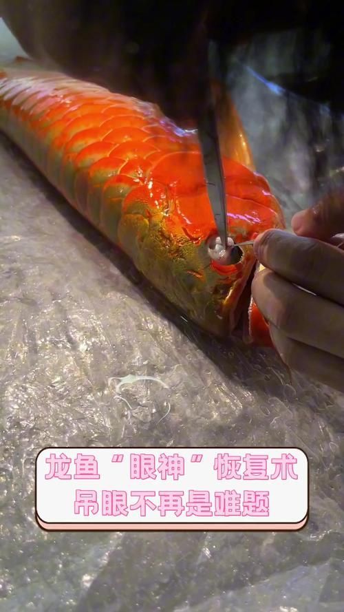 給我一些龍魚外傷恢復的圖片案例，如何判斷龍魚外傷恢復的每日護理清單