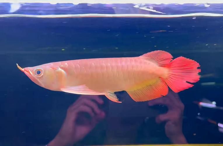 有哪些知名漁場(chǎng)出品大湖紅龍？，大湖紅一， 有哪些知名漁場(chǎng)出品大湖紅龍？，大湖紅一， 龍魚(yú)百科 第6張