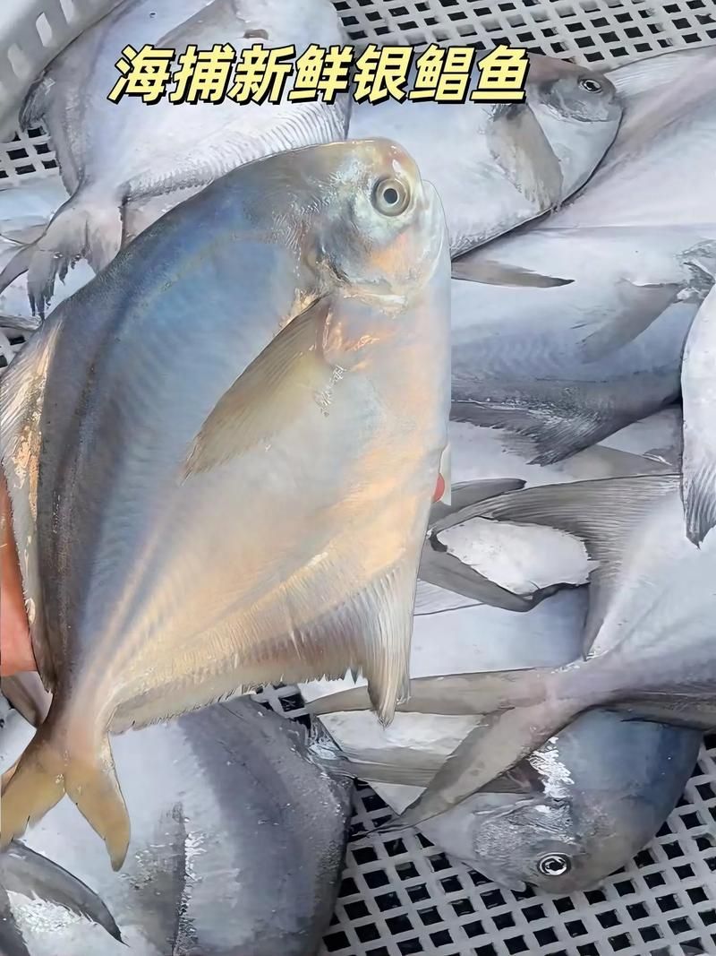 如何區(qū)分從化龍魚和鯧魚？，如何區(qū)分“從化龍魚”與“鯧魚”