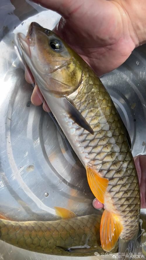 如何區(qū)分從化龍魚和鯧魚？，如何區(qū)分“從化龍魚”與“鯧魚”