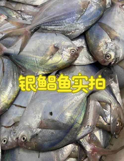 如何區(qū)分從化龍魚和鯧魚？，如何區(qū)分“從化龍魚”與“鯧魚”