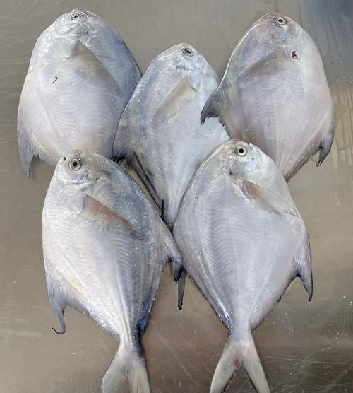 如何區(qū)分從化龍魚和鯧魚？，如何區(qū)分“從化龍魚”與“鯧魚”