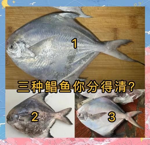 如何區(qū)分從化龍魚和鯧魚？，如何區(qū)分“從化龍魚”與“鯧魚”