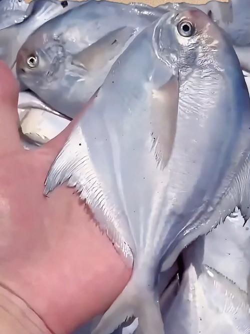 如何區(qū)分從化龍魚和鯧魚？，如何區(qū)分“從化龍魚”與“鯧魚”