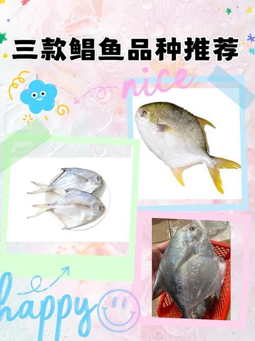 如何區(qū)分從化龍魚和鯧魚？，如何區(qū)分“從化龍魚”與“鯧魚”