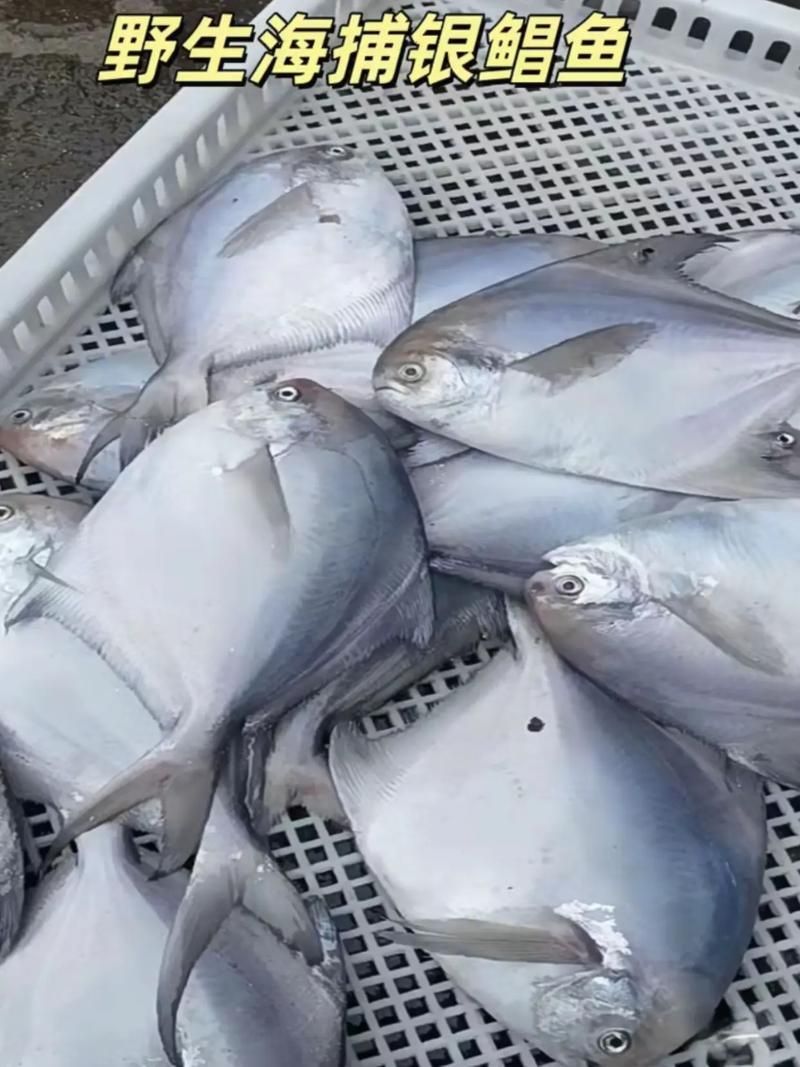 如何區(qū)分從化龍魚和鯧魚？，如何區(qū)分“從化龍魚”與“鯧魚”