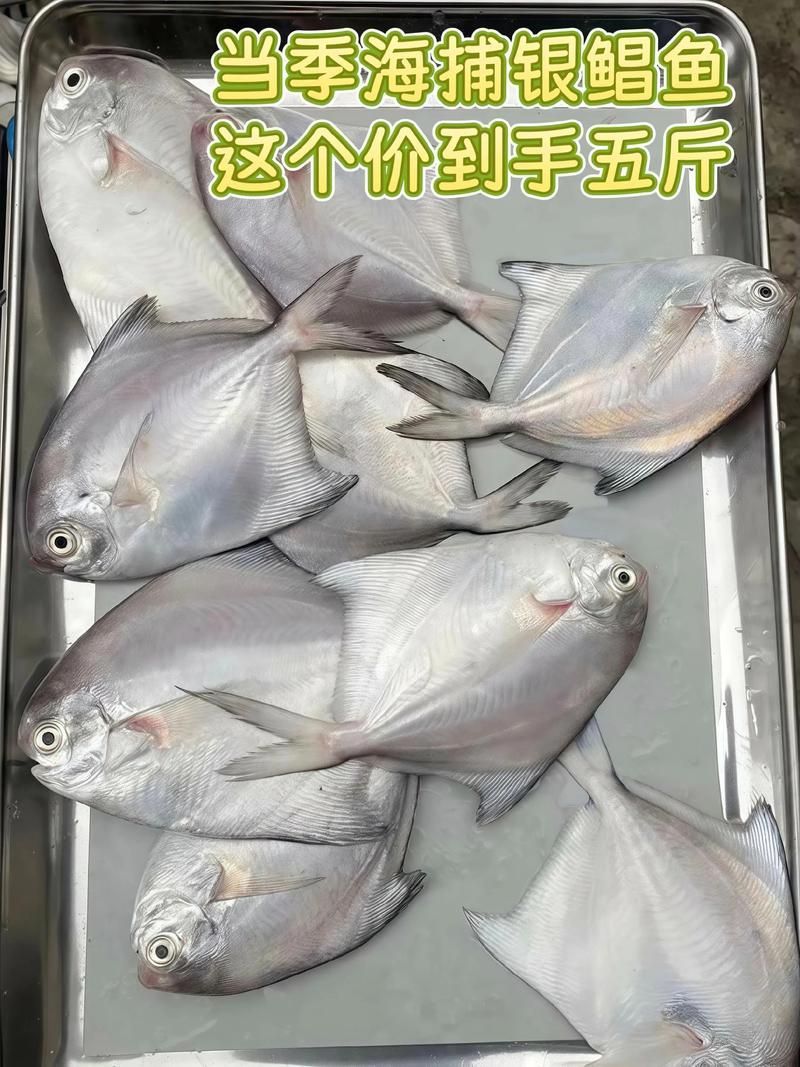 如何區(qū)分從化龍魚和鯧魚？，如何區(qū)分“從化龍魚”與“鯧魚”