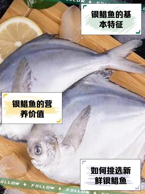 如何區(qū)分從化龍魚和鯧魚？，如何區(qū)分“從化龍魚”與“鯧魚”