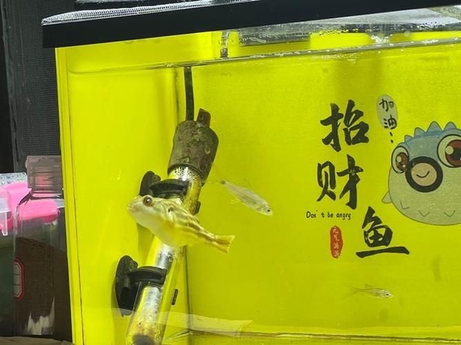 如何配置適合斑馬狗頭的魚缸？，斑馬狗頭如何配置