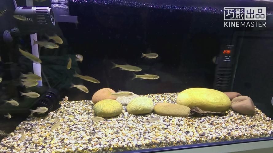 如何配置適合斑馬狗頭的魚缸？，斑馬狗頭如何配置