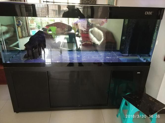 如何配置適合斑馬狗頭的魚缸？，斑馬狗頭如何配置