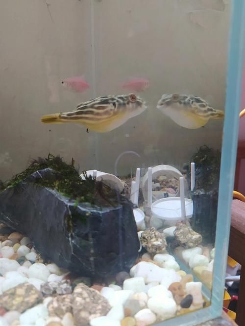 如何配置適合斑馬狗頭的魚缸？，斑馬狗頭如何配置