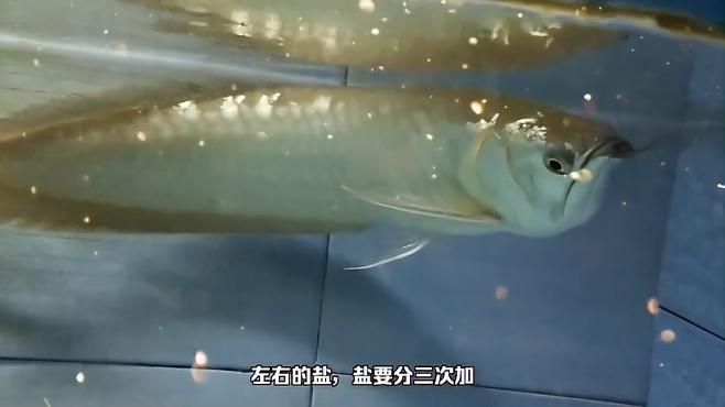 龍魚燒尾會自愈嗎，龍魚燒尾會自愈嗎,龍魚燒尾多久會自愈? 龍魚燒尾會自愈嗎，龍魚燒尾會自愈嗎,龍魚燒尾多久會自愈? 龍魚百科