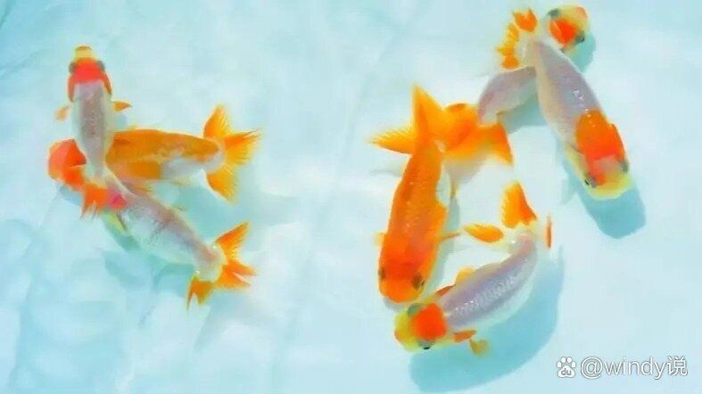 大肚子金魚(yú)產(chǎn)卵后如何護(hù)理，大肚子金魚(yú)產(chǎn)卵后如何護(hù)理，金魚(yú)產(chǎn)卵后護(hù)理的7天關(guān)鍵節(jié)點(diǎn)清單 大肚子金魚(yú)產(chǎn)卵后如何護(hù)理，大肚子金魚(yú)產(chǎn)卵后如何護(hù)理，金魚(yú)產(chǎn)卵后護(hù)理的7天關(guān)鍵節(jié)點(diǎn)清單 龍魚(yú)百科 第2張