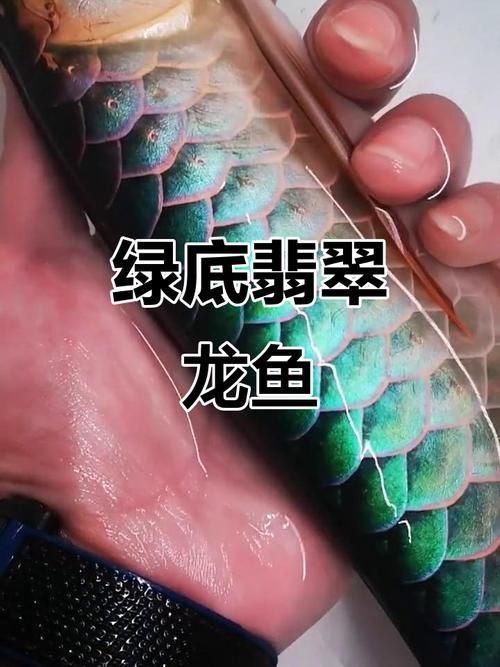 如何鑒別真假寧國龍魚？，如何鑒別寧國龍魚