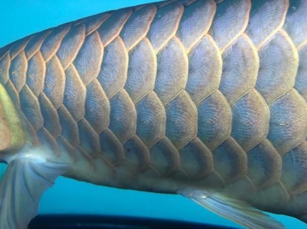 如何鑒別真假寧國龍魚？，如何鑒別寧國龍魚