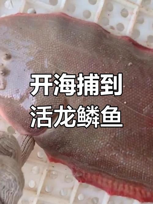 如何鑒別真假寧國龍魚？，如何鑒別寧國龍魚