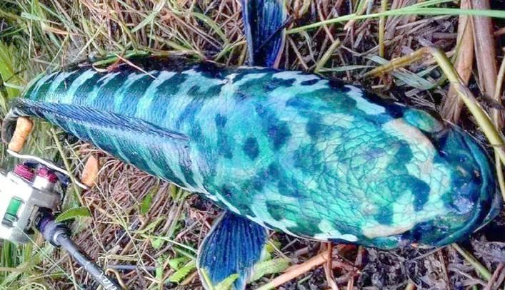 如何鑒別真假寧國龍魚？，如何鑒別寧國龍魚