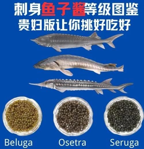 有哪些食物對(duì)魚(yú)鰭充血有害 有哪些食物對(duì)魚(yú)鰭充血有害 龍魚(yú)百科 第5張