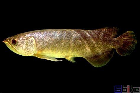 青龍魚，青龍魚、圖騰龍魚、圖騰龍魚（greenarowana）詳解