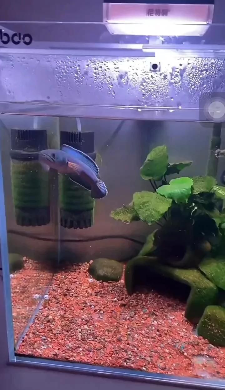 雷龍魚和黑魚哪個(gè)更有觀賞價(jià)值，雷龍魚和黑魚哪個(gè)更有觀賞價(jià)值，