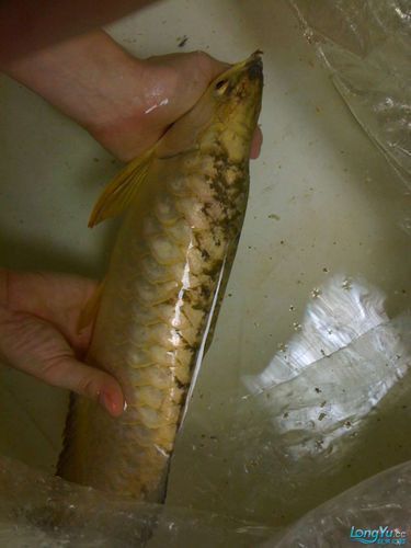 給我一些鑒別武吉美拉金龍魚的圖片，如何鑒別武吉美拉金龍魚