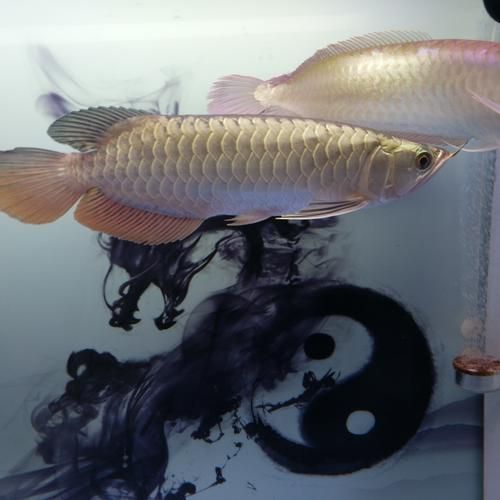 給我一些鑒別武吉美拉金龍魚的圖片，如何鑒別武吉美拉金龍魚