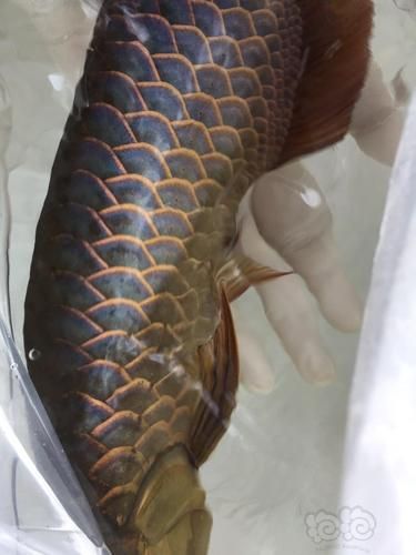 給我一些鑒別武吉美拉金龍魚的圖片，如何鑒別武吉美拉金龍魚