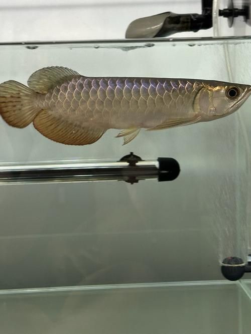 給我一些鑒別武吉美拉金龍魚的圖片，如何鑒別武吉美拉金龍魚