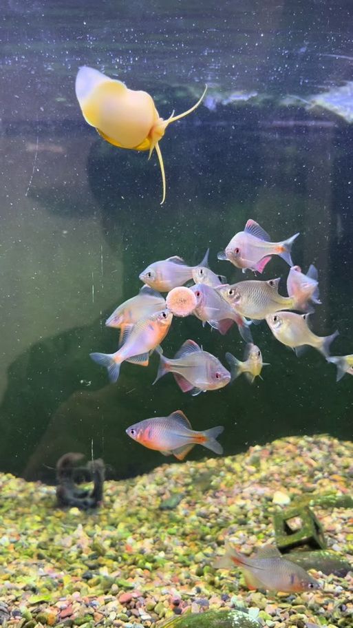 能否提供一張更詳細的繁殖環境圖，關于植物的繁殖環境的問題 能否提供一張更詳細的繁殖環境圖，關于植物的繁殖環境的問題 龍魚百科 第10張