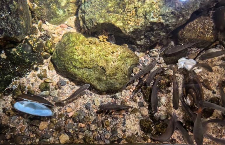 能否提供一張更詳細的繁殖環境圖，關于植物的繁殖環境的問題 能否提供一張更詳細的繁殖環境圖，關于植物的繁殖環境的問題 龍魚百科 第9張