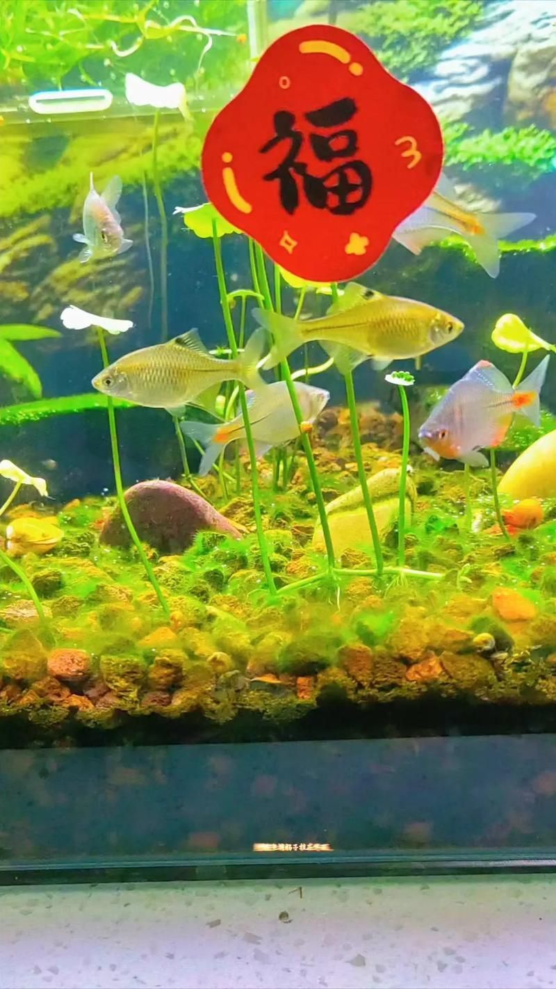 能否提供一張更詳細的繁殖環境圖，關于植物的繁殖環境的問題