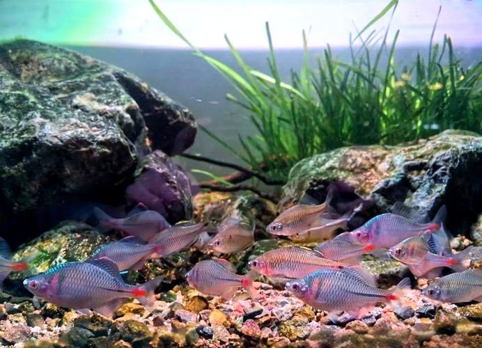 能否提供一張更詳細的繁殖環境圖，關于植物的繁殖環境的問題