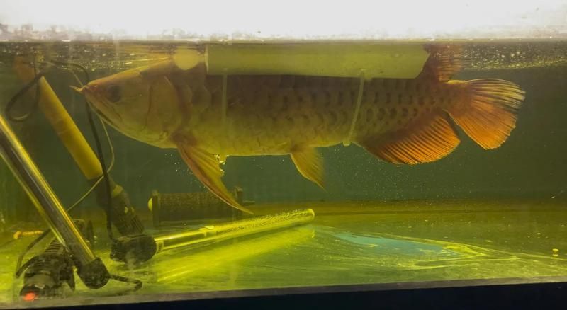 有哪些方法可以幫助金龍魚翻身，有哪些方法可以幫助金龍魚翻身，金龍魚翻肚皮不是絕癥